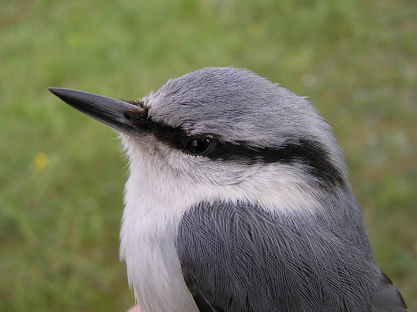 Eurasian Nuthatch, Sundre 20090519